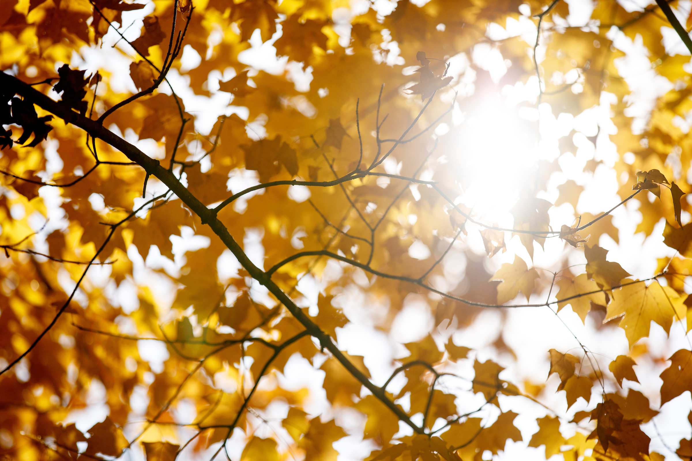 Image of leaves on UA campus